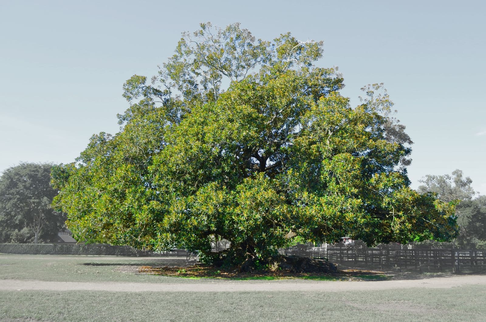 Fig Tree Pocket Equestrian Centre, image 3